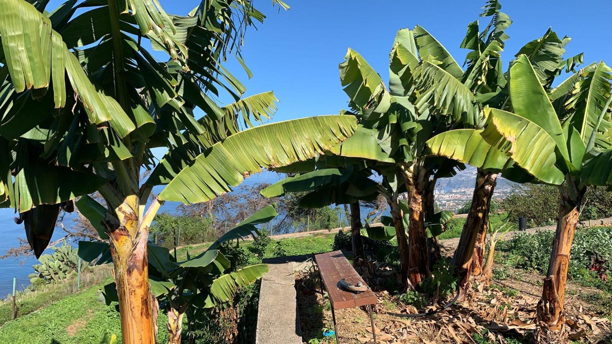 Casas En Finca Ecologica La Espiral, Naturaleza, Calma Y Vistas Al Mar, Икод-эль-Альто Экстерьер фото